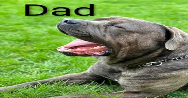 Mixed Breed dogs - Advert 1