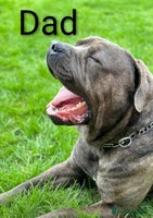 Mixed Breed dogs - Advert 1