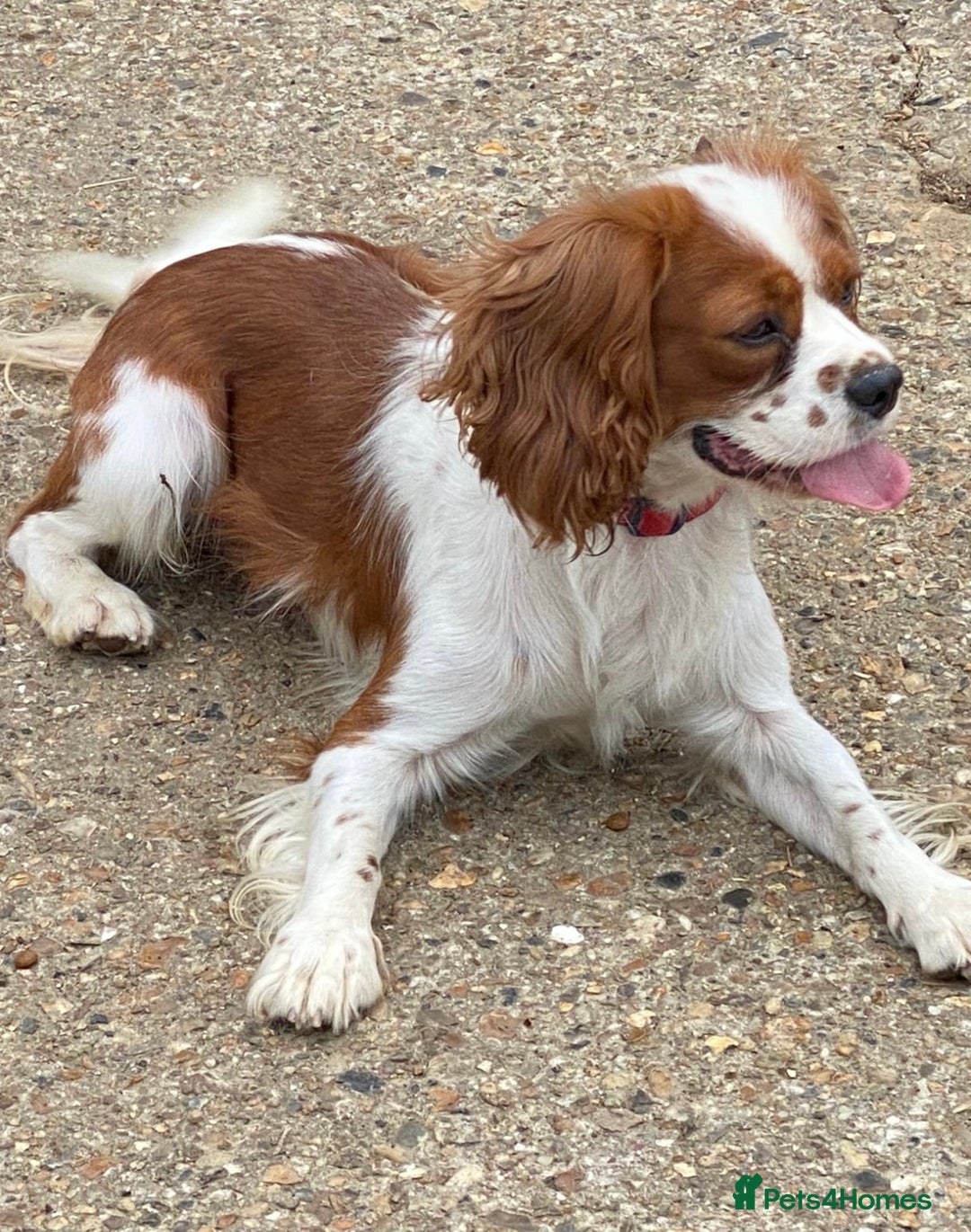 Cavalier King Charles Spaniel dogs for sale: Beautiful cavalier King Charles puppy’s  - Advert 6