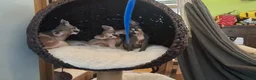 Sphynx cats for sale: Beautiful pedigree sphynx kitten HCM clear parents - Advert 1