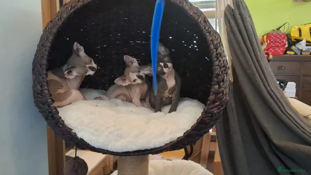 Sphynx cats for sale: Beautiful pedigree sphynx kitten HCM clear parents - Advert 1