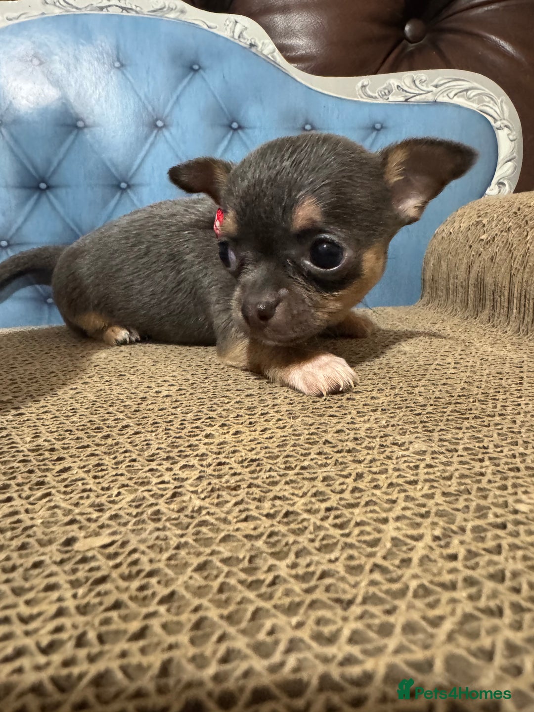 Chihuahua dogs for sale: Lilac tricolour chihuahua puppies - Image 12