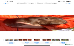Guinea Pig rodents for sale: Two Boar guineypigs - Image 1