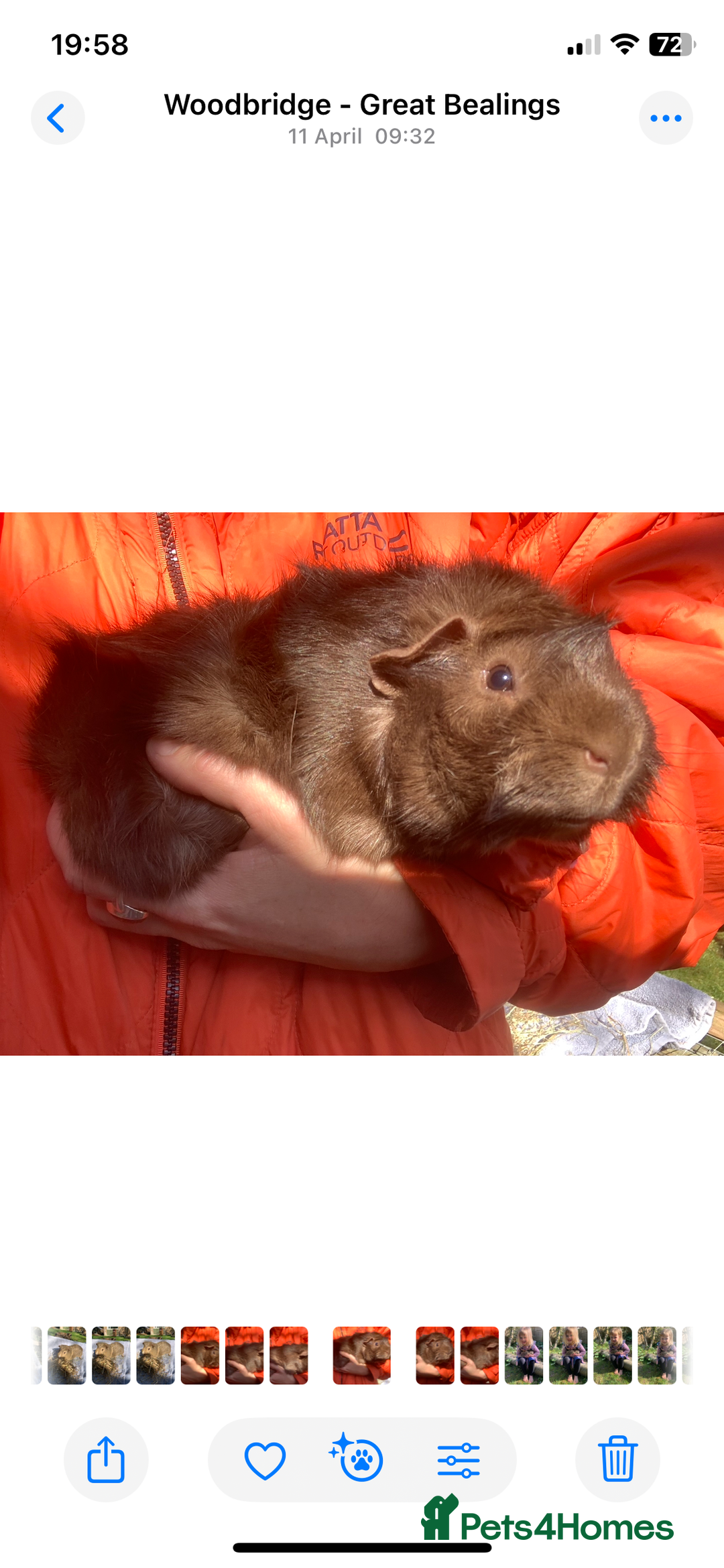 Guinea Pig rodents for sale: Two Boar guineypigs - Image 1