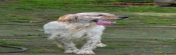 English Setter dogs for adoption: Angus in Newcastle upon Tyne - Advert 3