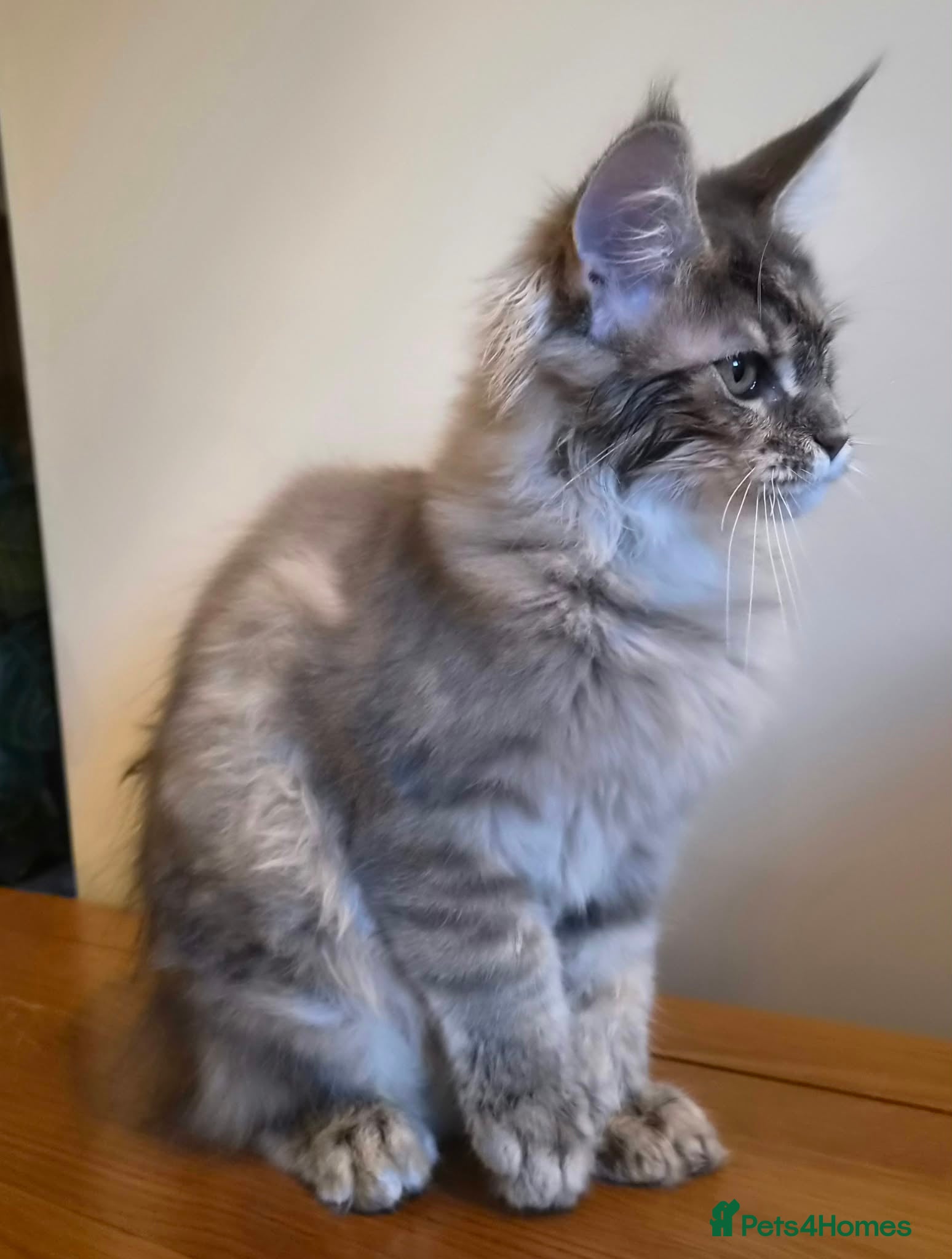 Maine Coon cats 😻 Blue Tabby Maine Coon XXL Russian Line Female  - Advert 1