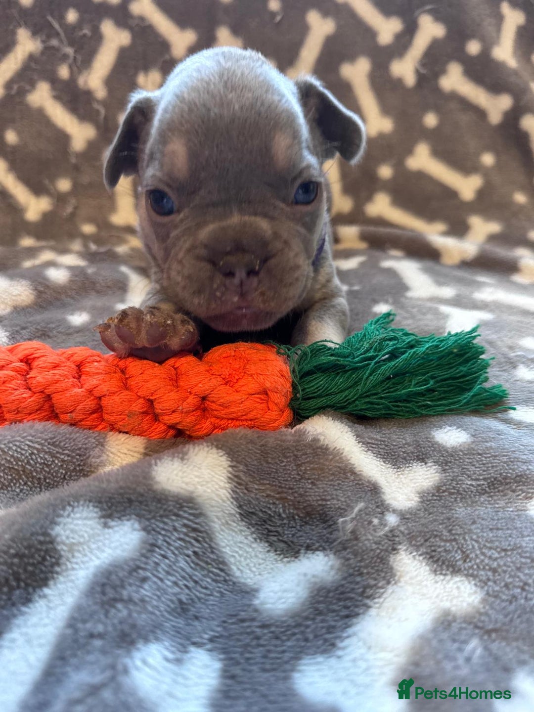 French Bulldog dogs for sale: Adorable French bulldog puppies!!🐶  - Image 16