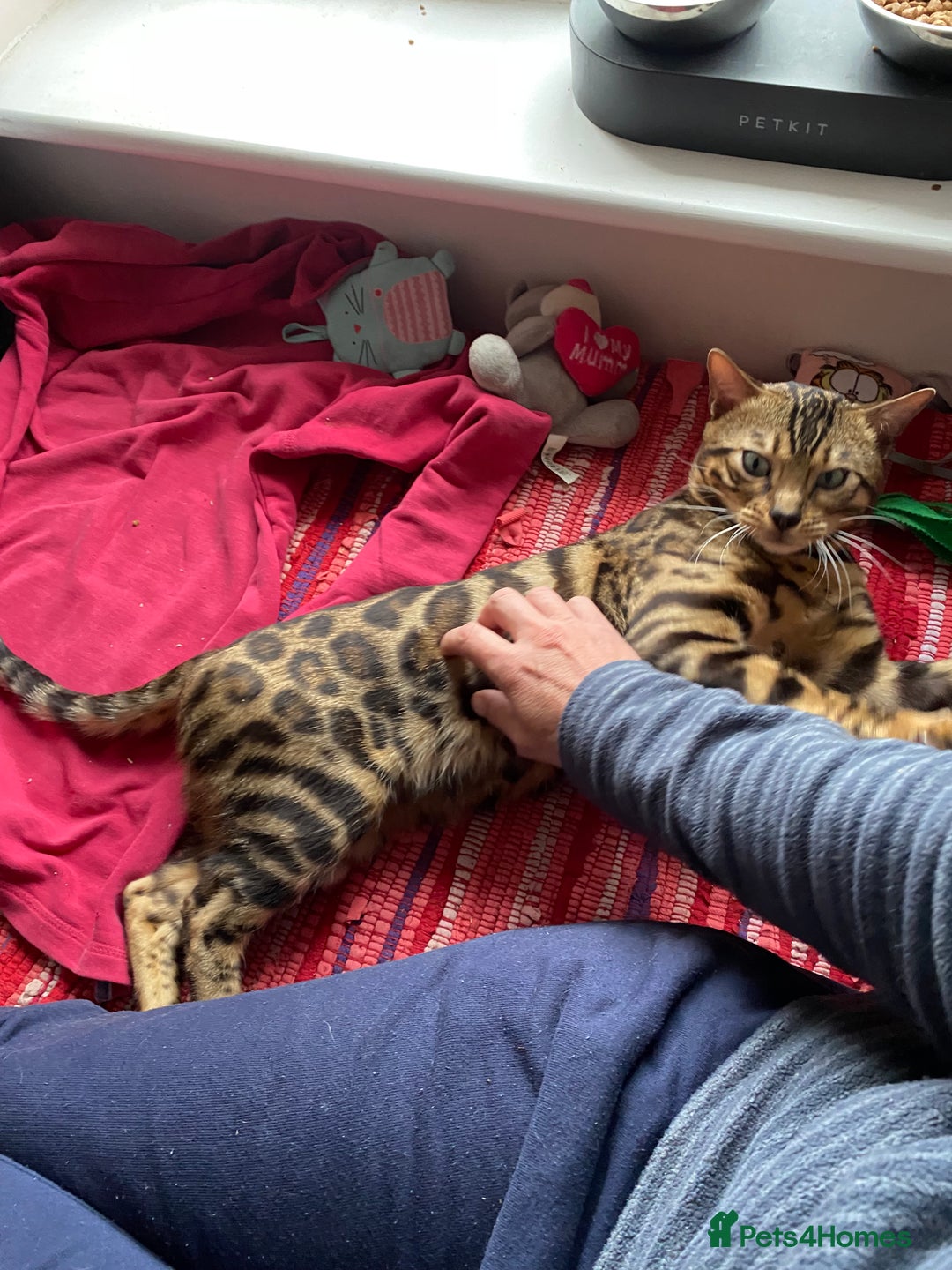 Bengal cats for sale: Loving 1year old male bengal - Advert 12