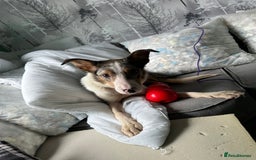 Border Collie dogs for sale: Male and female dog looking for a good  - Image 2