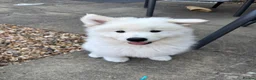 Samoyed dogs for sale: Adorable Samoyed male puppy  - Advert 3