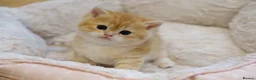 British Shorthair cats for sale: Gorgeous BSH golden kittens pedigree TICA - Advert 15