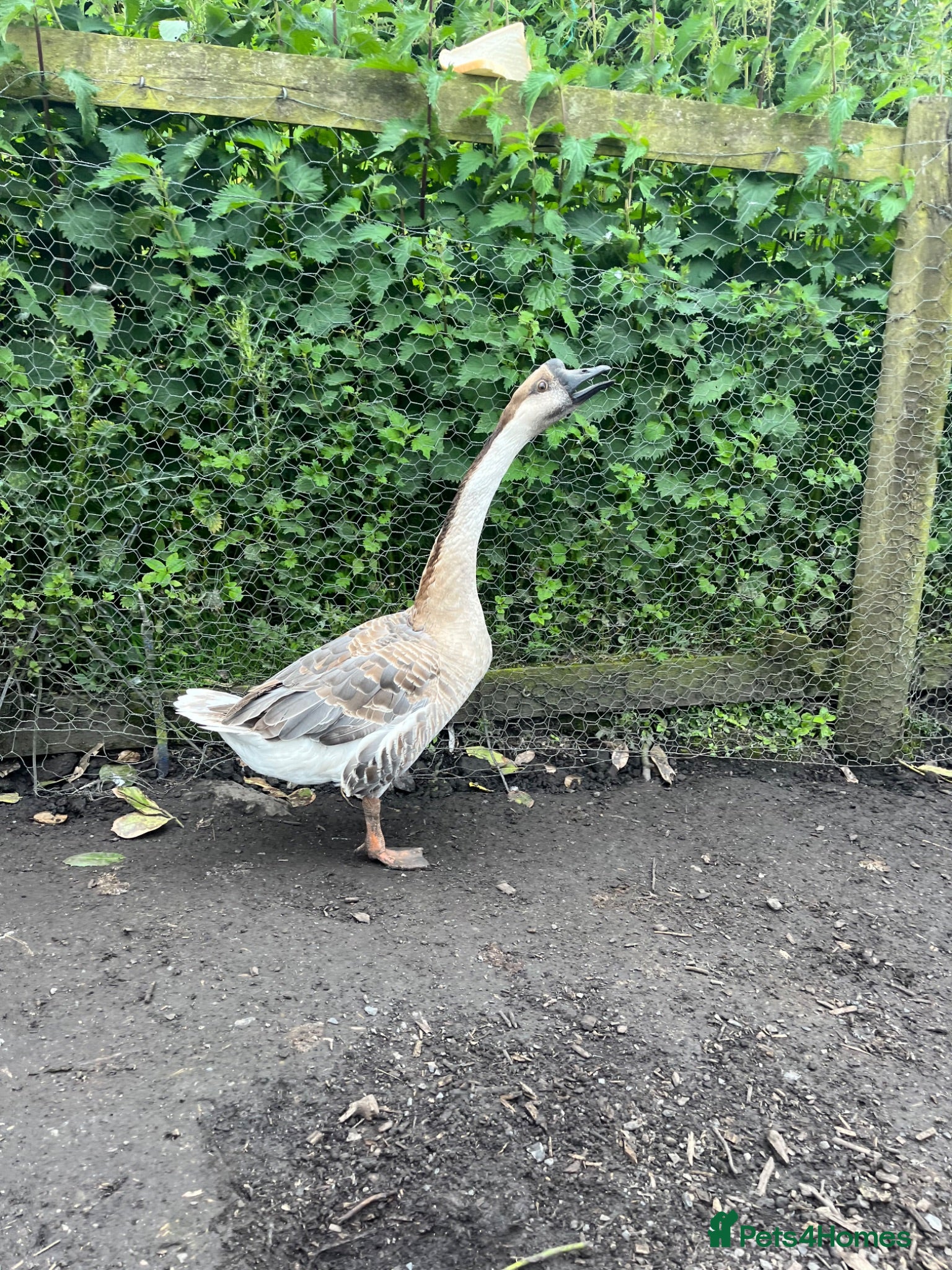Geese poultry Year old geese for sale  - Advert 2