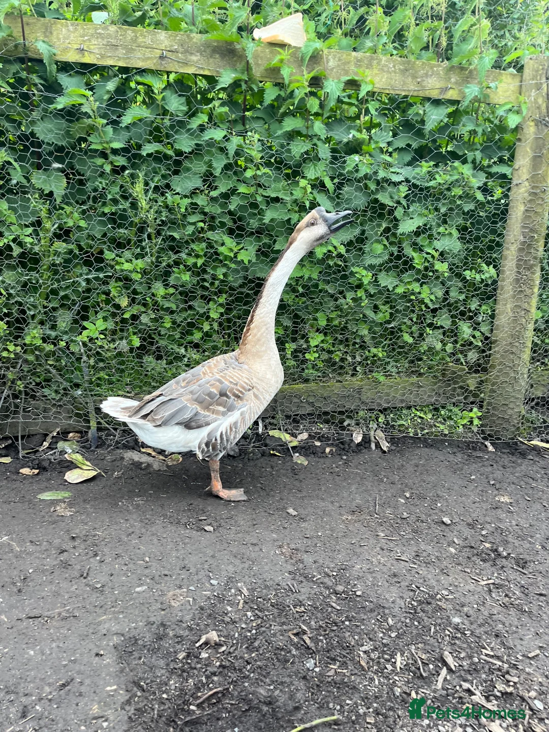 Geese poultry for sale: Year old geese for sale  - Advert 1