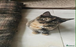 British Shorthair cats for sale: Stunning British Shorthair Kittens Ready Now! - Image 11