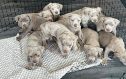 Cane Corso dogs for sale: Cane corso pups  - Image 2