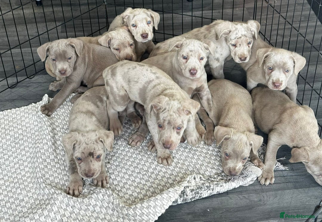 Cane Corso dogs for sale: Cane corso pups  - Image 2