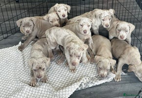 Cane Corso dogs - Advert 6