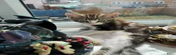 Mixed Breed cats for sale: 2 kittens looking for their forever home - Advert 3