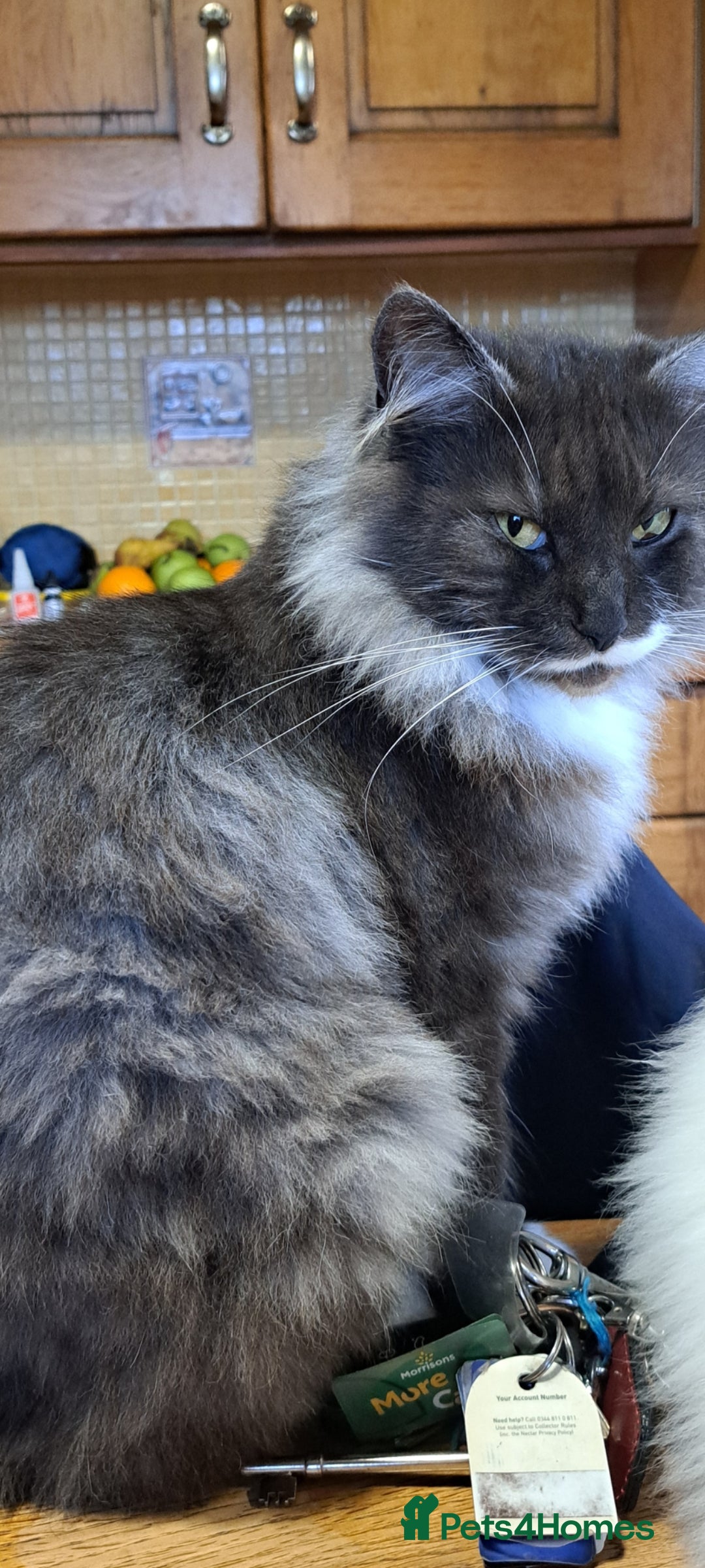 Norwegian Forest Cat cats for sale: Full Norwegian forest cat kittens - Image 20