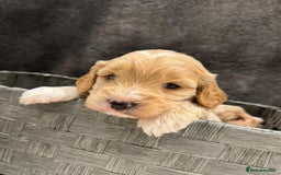 Cockapoo dogs for sale: Cockapoo Puppies - Image 9