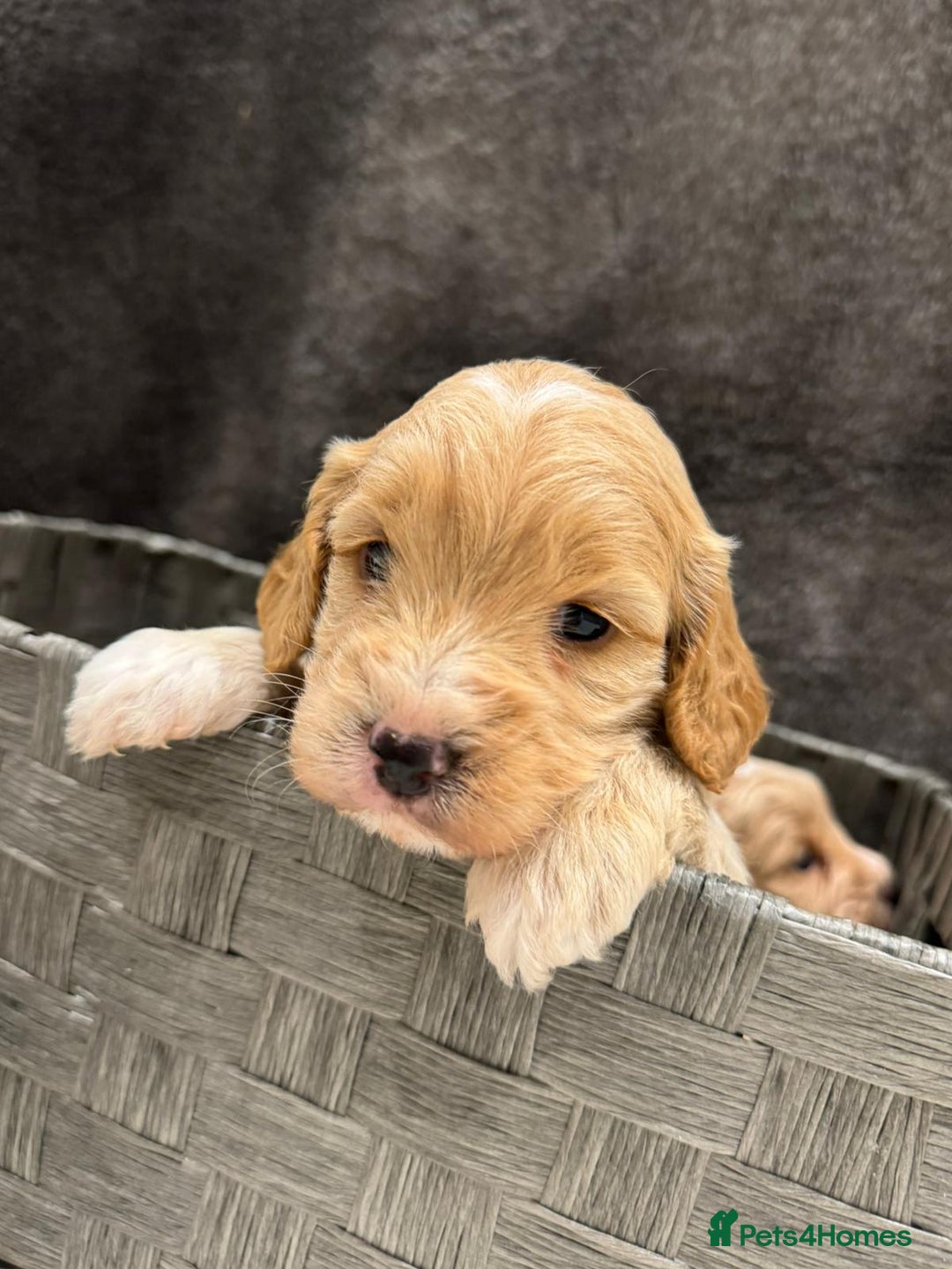 Cockapoo dogs for sale: Cockapoo Puppies - Image 9
