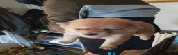 Pomchi dogs for sale: 5 beautiful pomchi puppies for sale - Advert 24