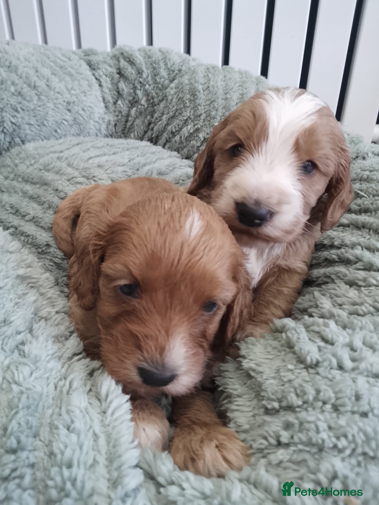 Cockapoo dogs Stunning cockapoos - Advert 15