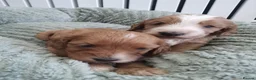 Cockapoo dogs for sale: Stunning cockapoos - Advert 1