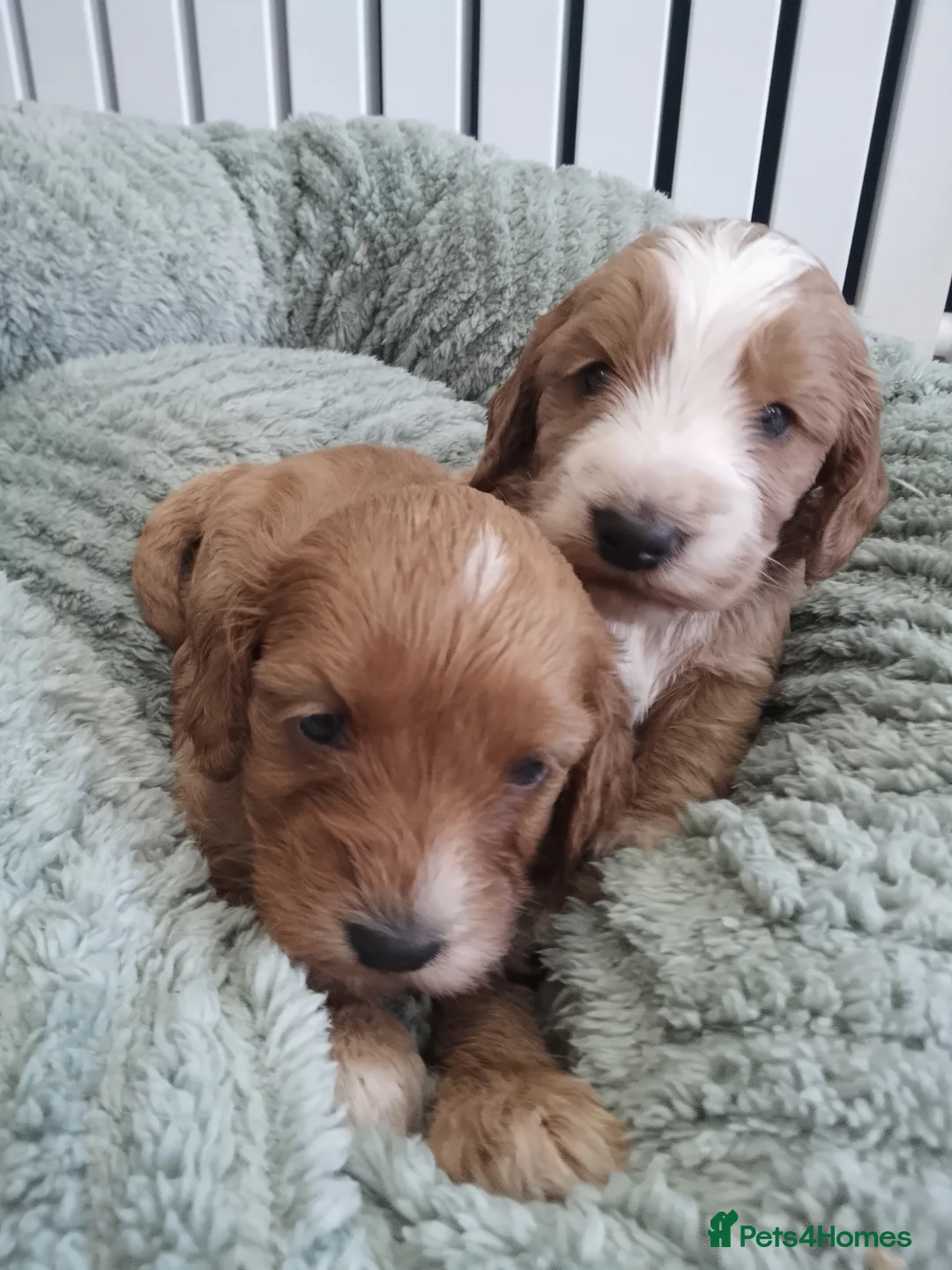 Cockapoo dogs for sale: Stunning cockapoos - Advert 1