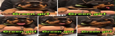 Rottweiler 6