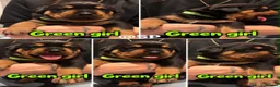 Rottweiler dogs for sale: Rottweiler Puppies  - Advert 12