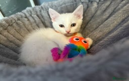 Turkish Angora cats for sale: Turkish Angora last 2 males left  - Image 8