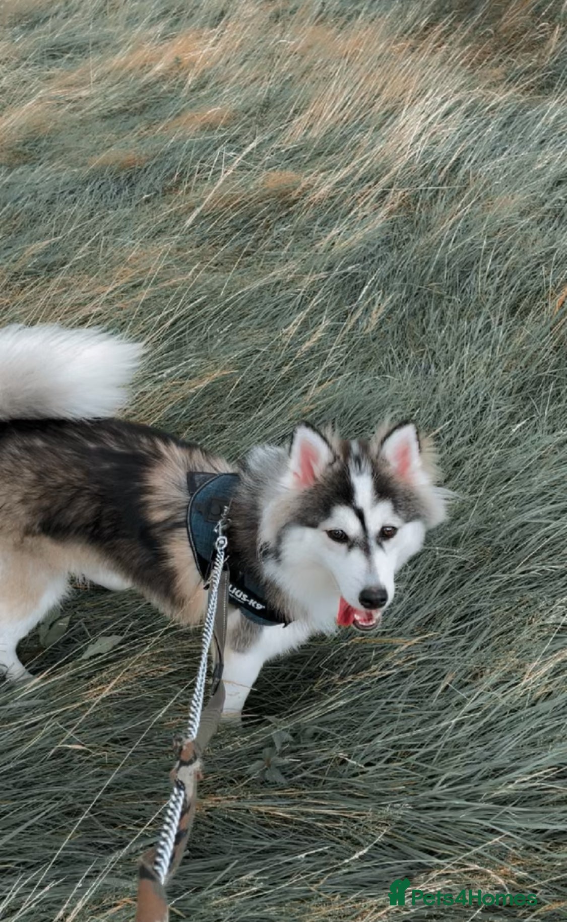 Pomsky dogs POMSKY STUD RARE BLUE💙 - Advert 3