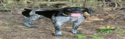 German Shorthaired Pointer dogs for stud: KC Reg German Shorthair Pointer for Stud in Bridlington - Advert 2