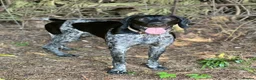 German Shorthaired Pointer dogs for stud: KC Reg German Shorthair Pointer for Stud in Bridlington - Advert 2