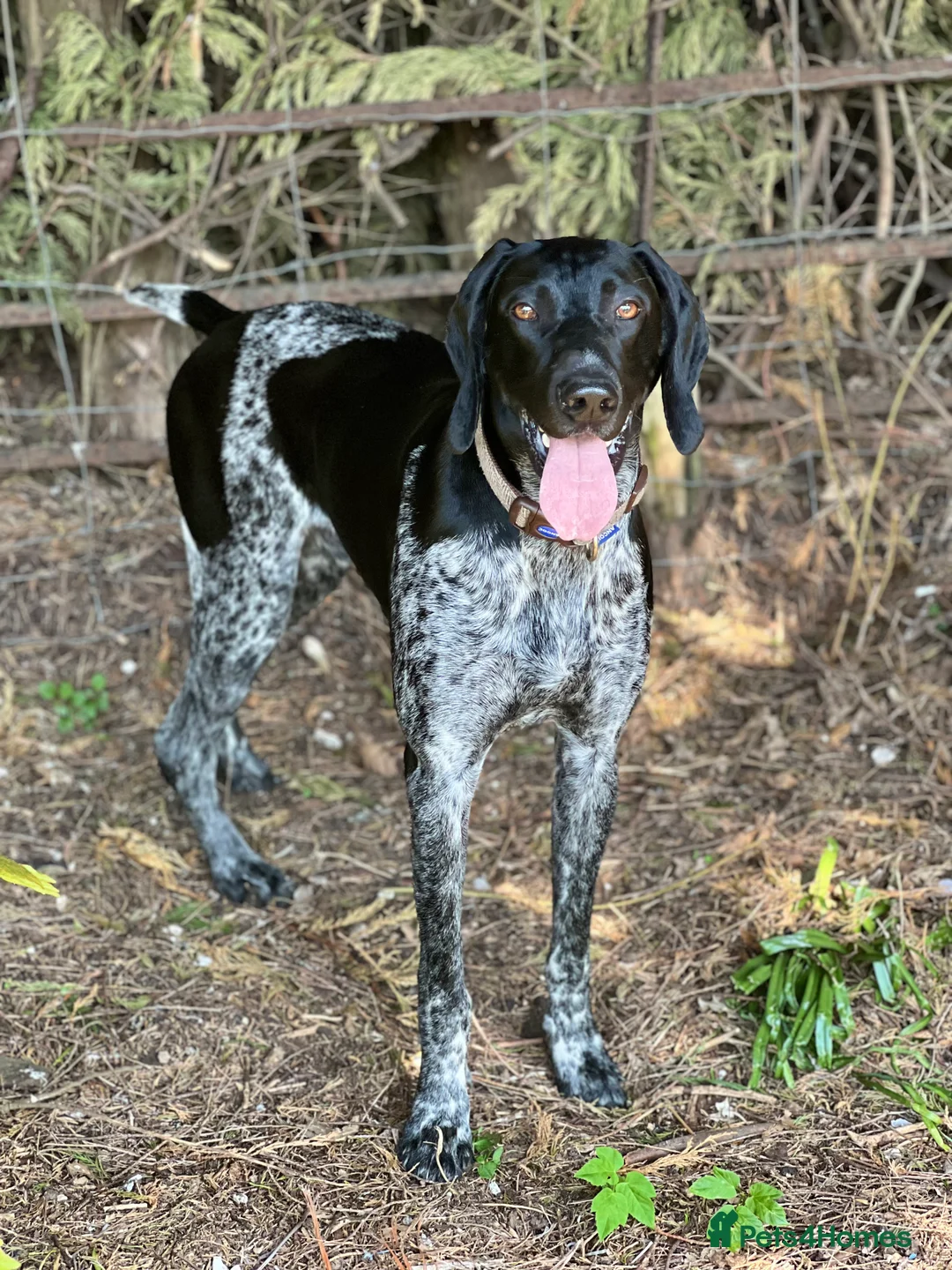 German Shorthaired Pointer dogs for stud: KC Reg German Shorthair Pointer for Stud in Bridlington - Advert 2