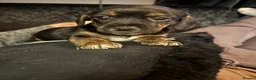 Mixed Breed dogs for sale: 8 Puppies for sale!  - Advert 16