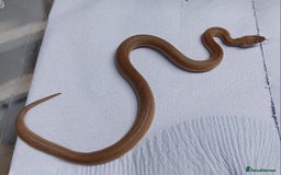 Python Snake reptiles for sale: Reduced Pattern Granite Spotted Python - Image 4