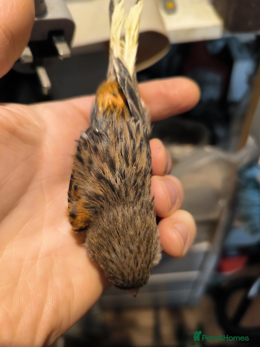 Canaries birds for sale: 5 beautiful 2025 canaries  - Advert 2