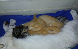 Mixed Breed cats for sale: READY NOW 4 male kittens looking for forever homes - Image 1