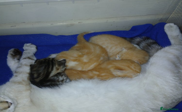 Mixed Breed cats - Advert 1