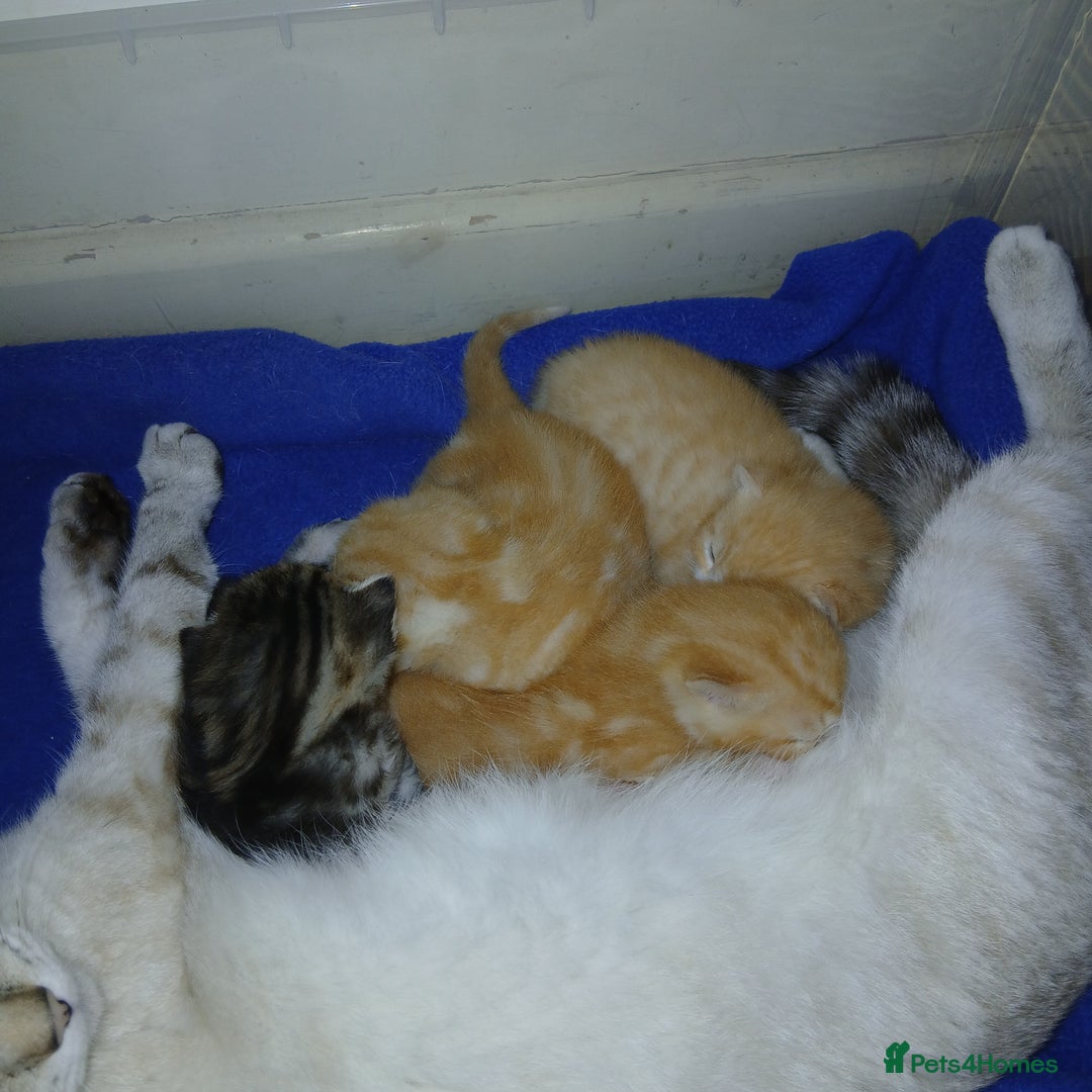 Mixed Breed cats for sale: READY NOW 4 male kittens looking for forever homes - Image 1