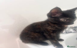 Mixed Breed cats for sale: 5 beautiful kittens ready for a new loving home  - Image 29