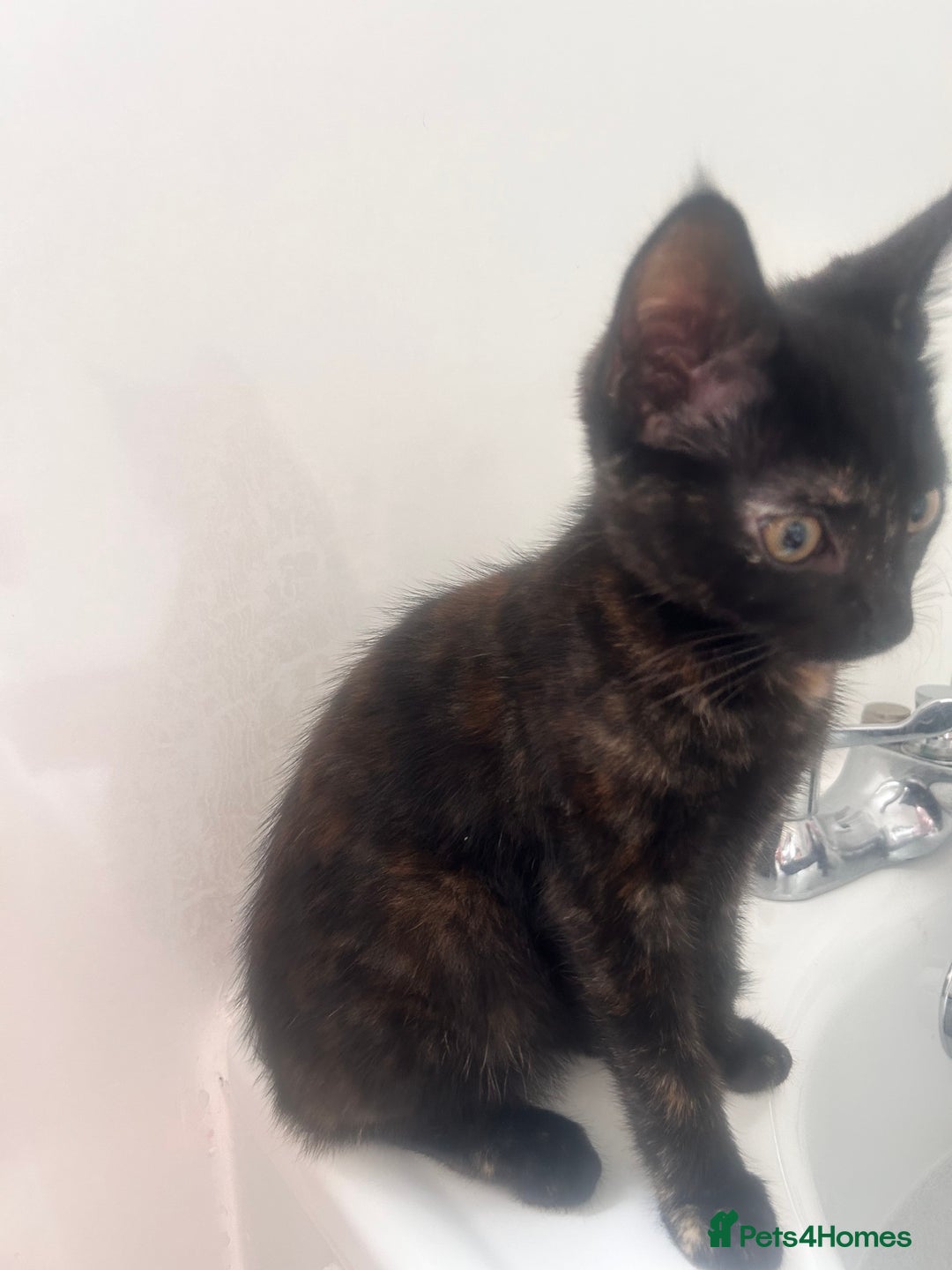 Mixed Breed cats for sale: 5 beautiful kittens ready for a new loving home  - Image 29