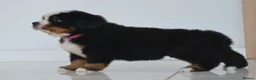 Bernese Mountain Dog dogs for sale: KC REGISTERED BERNEESE PUPPIES  - Advert 16