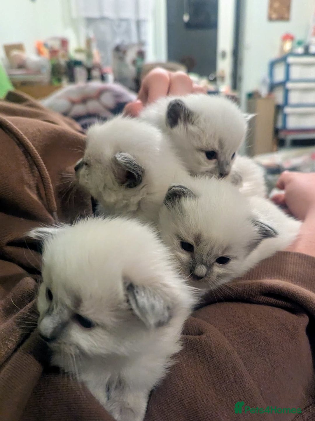 Ragdoll cats for sale: 🌟stunning Pure-Rag dolls for good homes - Advert 7