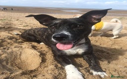 Mixed Breed dogs for sale: Brie is looking for active dog free home  - Image 2