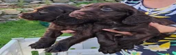 Cocker Spaniel dogs for sale: Cocker Spaniel puppies working line - Advert 25