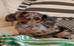 Miniature Dachshund dogs for sale: Long-Haired Dapple Mini Dachshund Puppy (RE-HOME) - Image 5