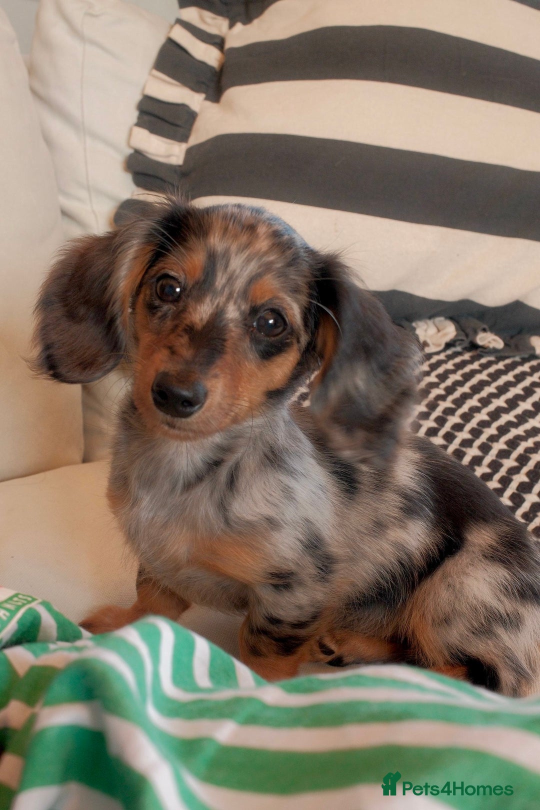 Miniature Dachshund dogs for sale: Long-Haired Dapple Mini Dachshund Puppy (RE-HOME) - Image 5